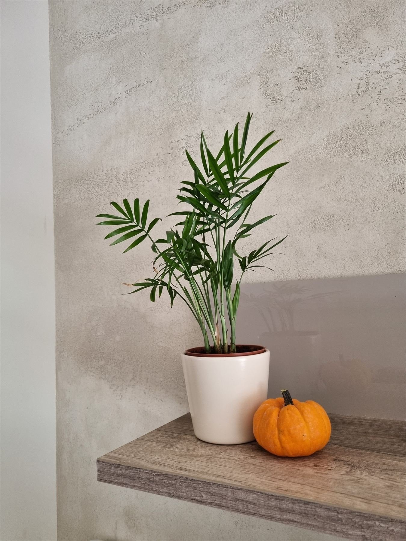 Greige microcement wall with floating shelf