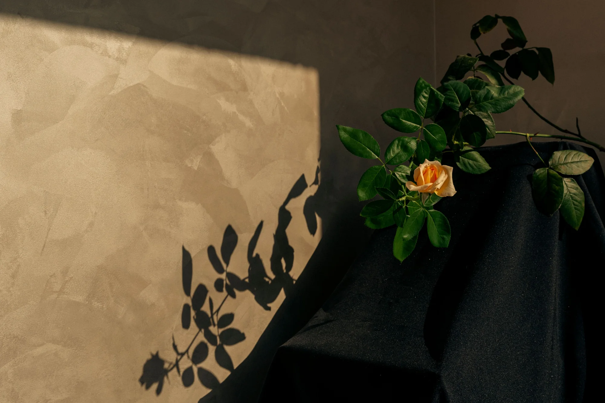 Warm sand plaster wall with botanical shadows