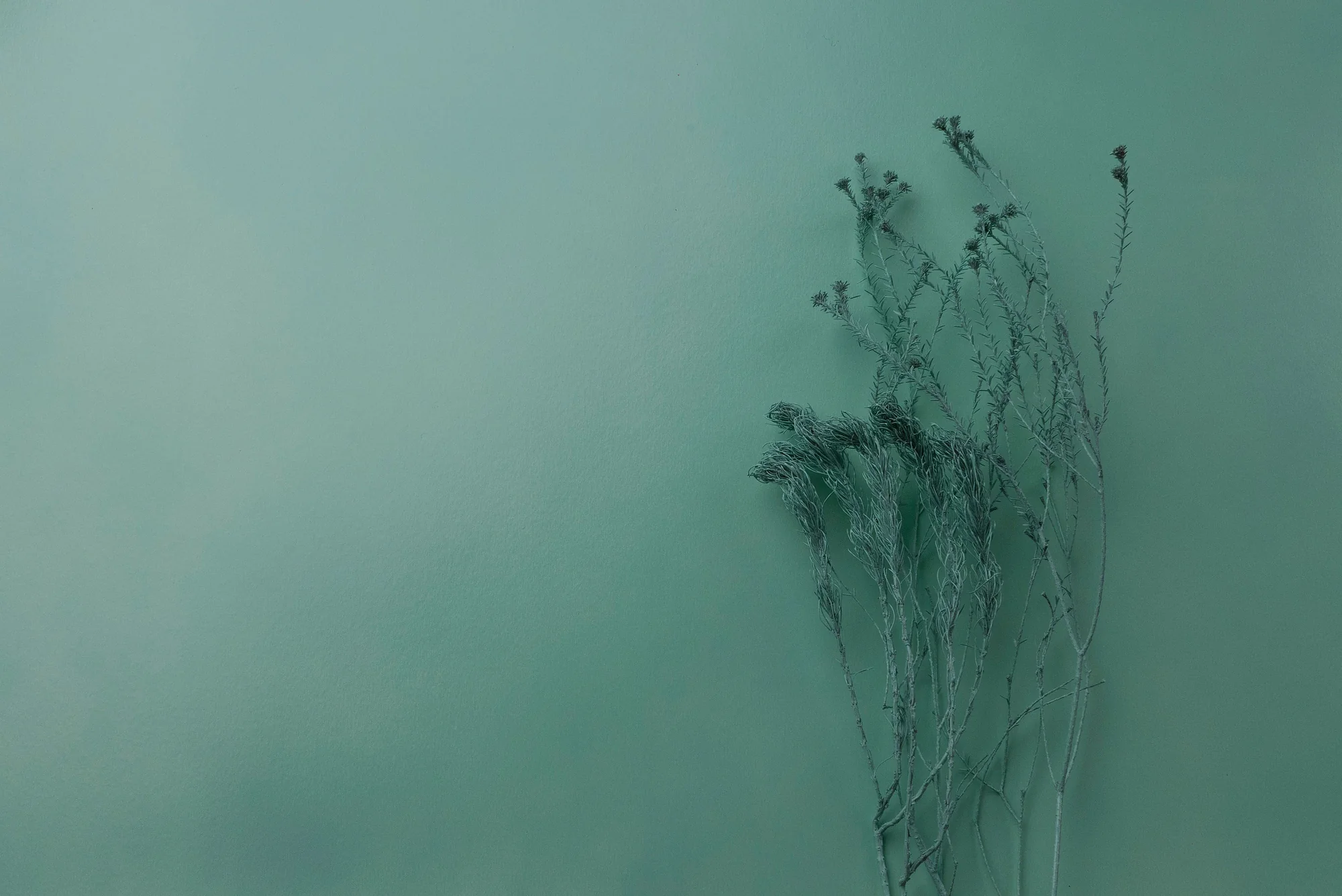 Sea glass plaster wall with a delicate botanical silhouette